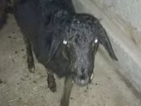 बकरा, बकरियाँ — फ़ोटो 4