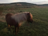 Mare, Australian Pony — photo 1