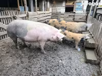 猪（批次，未指定性别）, Pigs — 照片 4