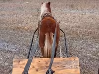 घोड़ा, Shetland Pony — फ़ोटो 6