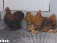 Pekin Bantam — 6. fotó