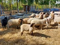 Oveja, Ovejas — foto 2