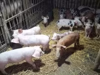 Säue, Schweine — Foto 8