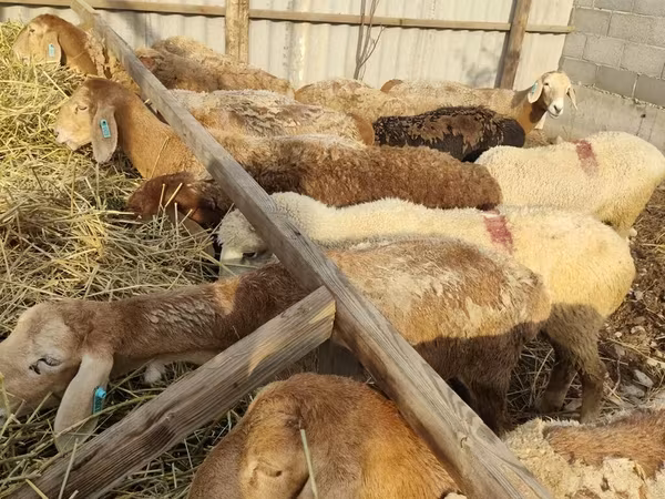 Sheep, Sheep