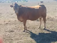गाय, लिमोज़िन गाय — फ़ोटो 1
