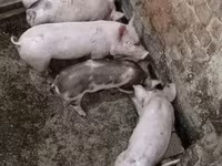Pigs (batch, sex not specified), Пьетрен — photo 2