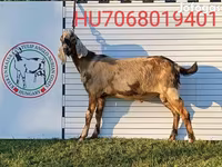 公山羊, Nubian Goat — 照片 1