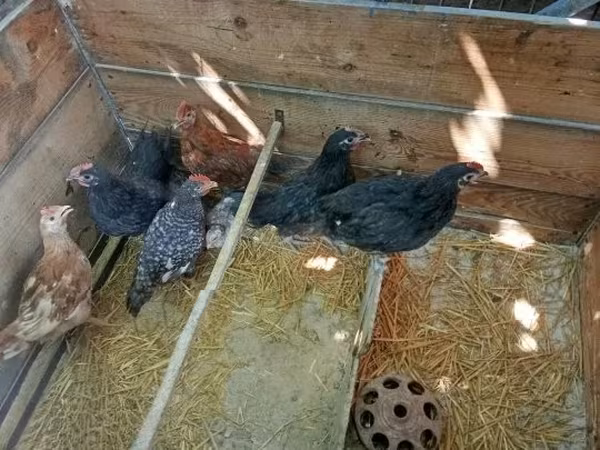 Chickens — Maďarsko