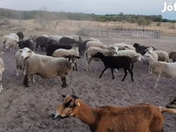 母羊, Sheep