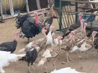 Turkeys — foto 3