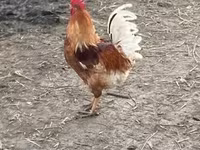 Chickens — photo 2