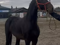 Kůň, Orlov Trotter — foto 2