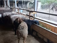 Schaf, Rhon sheep — Foto 5