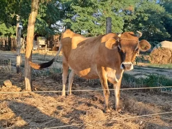 Vache, Race Jersey — Hongrie
