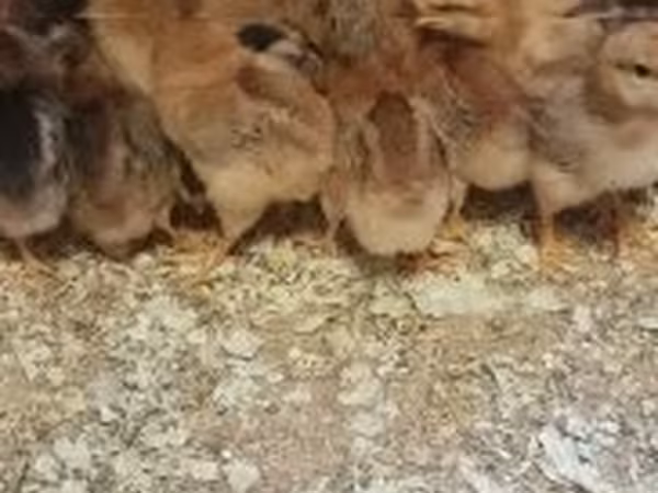 Chickens