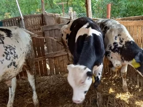 Vaca, Azul Belga — Hungría