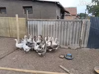 Geese — 3. fotó