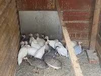 Guinea fowl — Foto 3