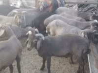 Widder, Arabi sheep — Foto 2