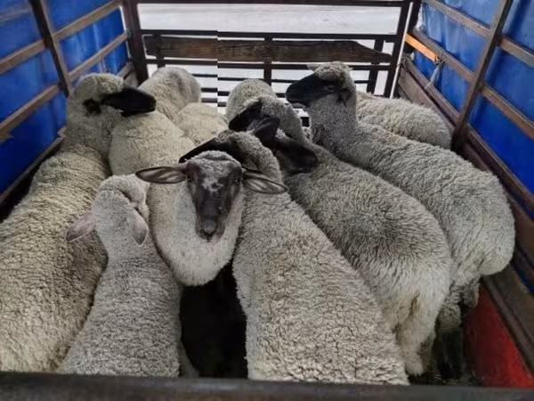 公羊, Sheep