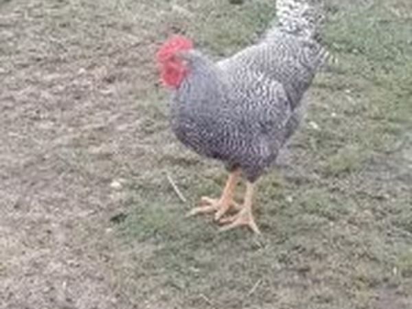Chickens — Hungary