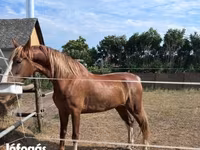 Yegua, Dutch warmblood horse — foto 4