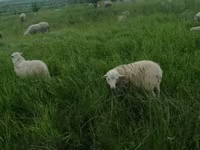 Kos, Suffolk sheep — 7. fotó