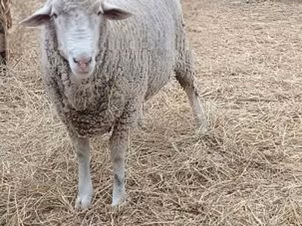 मेढ़ा, Merino sheep