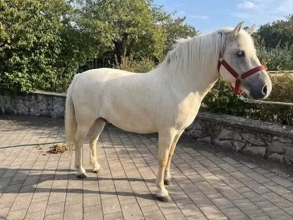Caballo, Fjогd — Hungría