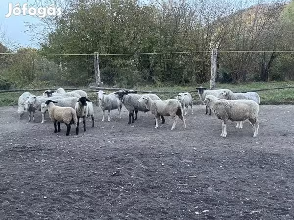 Kos, White Suffolk sheep