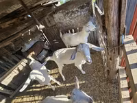 母山羊, Goats — 照片 6