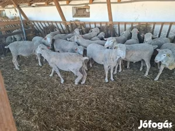 Kos, Merino sheep — Magyarország