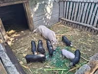 خنزير ذكر — الصورة 1