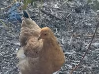 Chickens — 照片 3