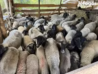 Schaf, Tsigai sheep — Foto 1