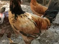 Chickens — 照片 3