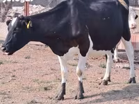 Tehén, Holstein fajta — 2. fotó