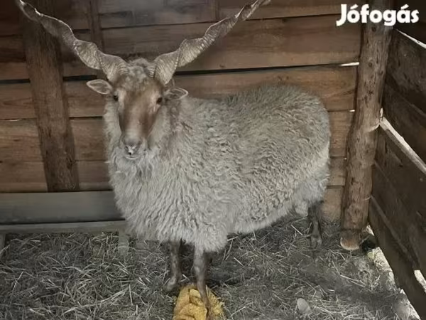 Kos, Racka sheep — Magyarország