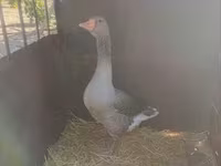 Geese — foto 1