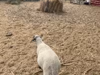كبش, Tsigai sheep — الصورة 3