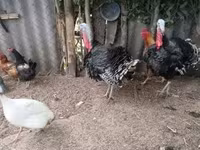 Turkeys — foto 1