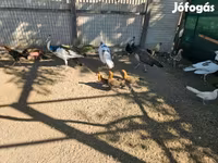 Ayam Ketawa — 2. fotó