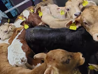 Bika, Simmental cattle — 2. fotó