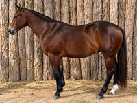 Hing, Quarter Horse — 1. fotó