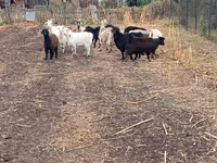 Koza, Alpine goat — foto 5
