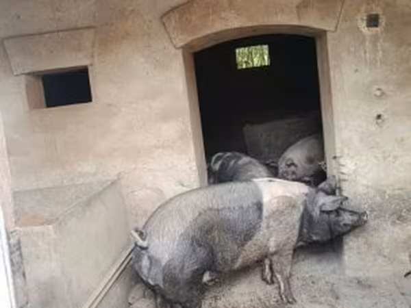 Kan, Sertések — Magyarország