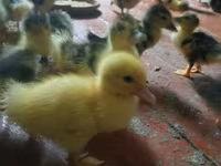 Ducks — zdjęcie 3