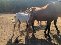 Kůň, Appaloosa — foto 1