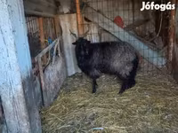 Oveja, Racka sheep — foto 2