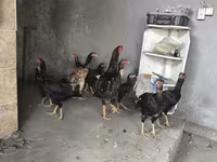 Chickens — photo 4